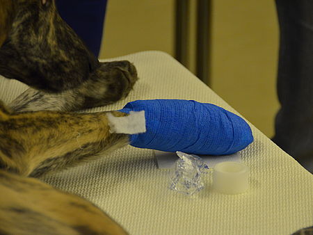 Pfotenverband Pfotenverband