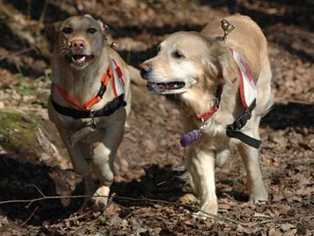 Eddy und Samira bei der Suche Rettungshunde bei der Suche