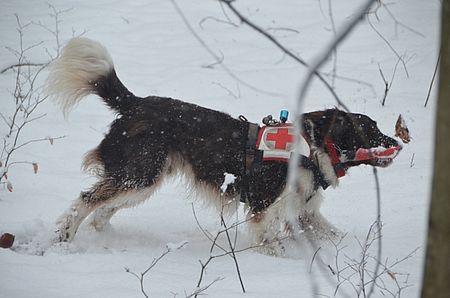 Don mit Bringsel im Maul Don mit Bringsel im Maul nach dem Fund der vermissten Person